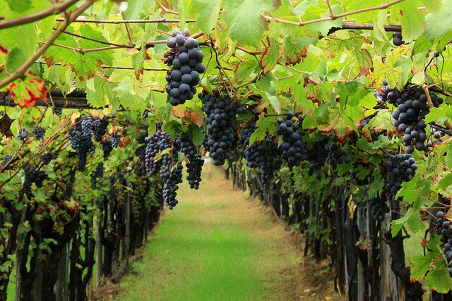 Rome Tour of Vineyards and Cellars | Wine and Food Tasting Tours Roman Countryside